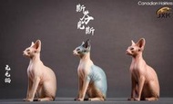 【全場免運】JxK.Studio Jxk010 16 無毛貓 斯芬克斯 動物模型GK靜態擺件現貨