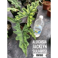 [dedaun] Alocasia Jacklyn Sulawesi