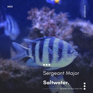 Ikan Hias Laut Sergeant Major