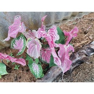 Caladium thai beauty