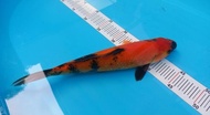 Ikan Koi Import Asli Jepang Hi-Utsuri 31Cm + Sertifikat Tatanhaidar