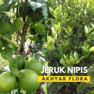 ready Bibit Jeruk Nipis Pohon Jeruk Nipis Tanaman Jeruk Nipis murah