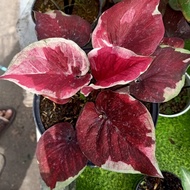 tanaman hias caladium dwi warna