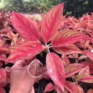 TKL - Aglaonema Gold Star 金星