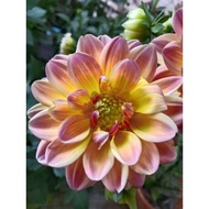 🔥🔥Dahlia Kampung No.12🔥🔥