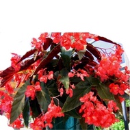"Jual Begonia coccinea (Scarlet Begonia) -begonia clasic ''