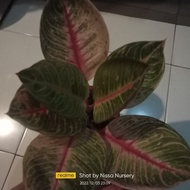 aglaonema moonlight tanaman