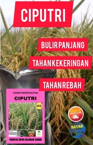 benih padi ciputri 1kg ciherang putri Ciherang malay panjang
