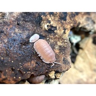 [10pcs+2pcs FREE] Cubaris "Papaya" Isopod Live Reptile Terrarium Tank Cleaning Crew 鼠妇