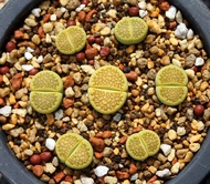 10 เมล็ด (Living Stones) ไลทอป กระบองเพชร ไม้อวบน้ำ กุหลาบหิน แคคตัส สายพันธุ์ Lithops hallii ‘Green Soapstone’