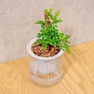 胡椒木 免澆水盆栽 室內植物 觀葉植物 禮物 辦公室小物