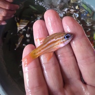 ikan capungan liris ikan hias air laut
