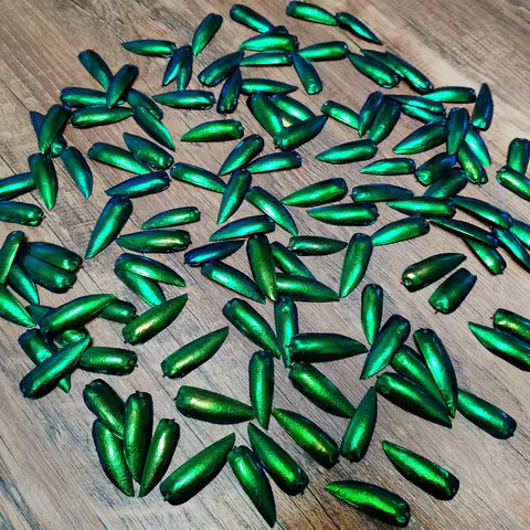 50 Pieces Jewel Beetle Elytra Emerald Green Real Elytron Wings Natural Insect Coleoptera Handmade Ne