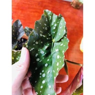 Begonia Maculata / Big dot /Indoor plant/Pokok Viral Rare Plant