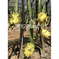 Buy 1 Free 1 (30cm - 50cm)Yellow Dragon Fruits Trees / Keratan kuning benih anak pokok buah naga