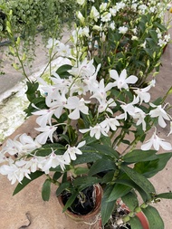 Orchid pure white flower 0.6m real plant free organic fertilizer 0.5kg free 3kg organic soil