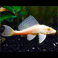 Albino Pleco 14cm / Albino Algae Eater / Live Fish / Aquascape  Aquarium Ikan Hidup