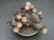 [ถูกที่สุด]แคคตัสไข่มังกร Trephrocactus geometricus,กระบองเพชรหายาก แรร์ไอเท็ม , cactus succulent ไม