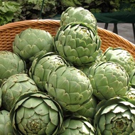 เมล็ดพันธุ์ อาติโช้ค สีเขียว (Green Globe Artichoke Seed) บรรจุ 25 เมล็ด คุณภาพดี ราคาถูก ของแท้ 100
