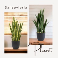 Plant artificial Sansevieria or snake plant Aplant508