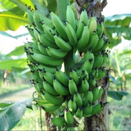 1 หน่อ ต้นกล้วย หน่อกล้วย กล้วย Banana Tree Plant ขนาดสูง 30-50 ซม สายพันธุ์ กล้วยมาฮอย