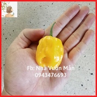 5 Habanero Yellow Peppers (Super Spicy)