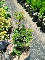 Bucida Plant "Geometry Tree" Genus of Flowering Plants I Fully Rooted