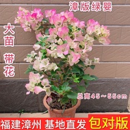 Bougainvillea Potted Plants with Flowers Delivery Everblooming Green Plants Easy to Keep Outdoor Gre