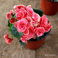 Spring Potted Plant Rose Begonia with Flowers Delivery Four Seasons Begonia Potted Plants Regal Begonia Green Plant Pot