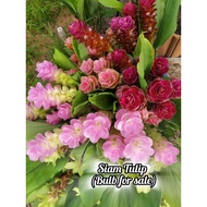 1 biji bulb ( ubi ) Curcuma Alismatifolia 姜花 | Siam Tulip | Curcuma Ginger | Tulip musim panas | Pok