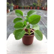 Anak Pokok Organic Mexican Mint plant  Pokok Bangun-bangun Indian Borage Cutting Keratan Batang 左手香 