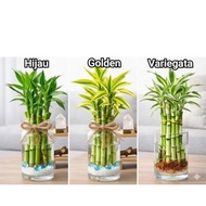 HIJAU (PACKAGE OF 3 LUCKY BAMBOO) Package of 3 lucky bamboo plants, water media - lucky plants - yel