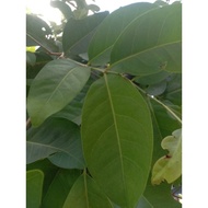 Fresh Bay Leaves 100gr
