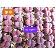 Succulent Lithops purple 多肉植物🌸紫李生石花，屁屁花，石头花