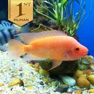 RED DEVIL CICHLID JUMBO IKAN HIAS PREDATOR AQUARIUM TANAMAN AQUASCAPE