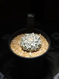 Astrophytum Asterias V兜
