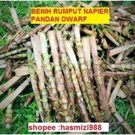 NAPIER PANDAN / DWARF NAPIER Rumput Napier 1 batang