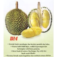 Durian Sultan/D24(Anak Pokok)Pokok Kawin