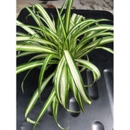 Pokok hiasan dalam rumah (spider plant)