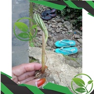 Bibit Porang Katak Super Bibit Porang Katak 1 kg Bibit Porang Super Bibit Porang Katak Super 1kg