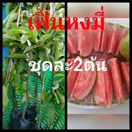 ฝรั่งไส้แดงเฟิ่นหงมี่ ชุดละ2ต้น กิ่งทาบ สูง60-70ซม ส่งกล่องหนาพิเศษ