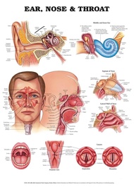 Anatomy of Ears Nose & Throat canvas Poster - Educational Medical Chart Art Print for Home Wall Deco