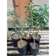 Unik entres adenium bunga tumpuk Murah