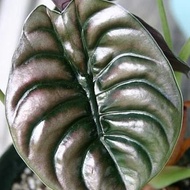 tanaman hias alocasia cuprea| keladi tengkorak