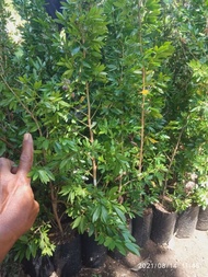Bibit sulimaraja kaliandra import bunga pink 40-50cm termurah