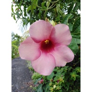 Keratan Pokok Alamanda ~ 6 pcs + 2 ID