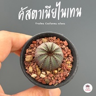 เฟรเรียคัสตาเนียไนเทน Frailea Castanea nitens แคคตัส กระบองเพชร cactus&amp;succulent