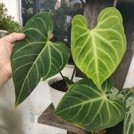 anthurium regale peru