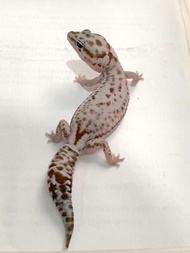 AFT African Fat Tailed Gecko