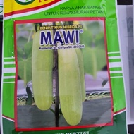 Cusss order] mawi Cucumber Seeds